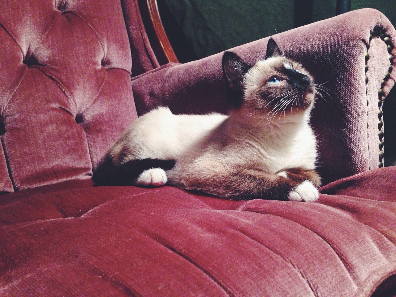 Siamese Cat on Velvet Lounge